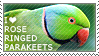 I love Rose-ringed Parakeets by WishmasterAlchemist