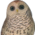 A Wise Old Owl Icon mid