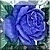 Vintage Blue Rose Icon