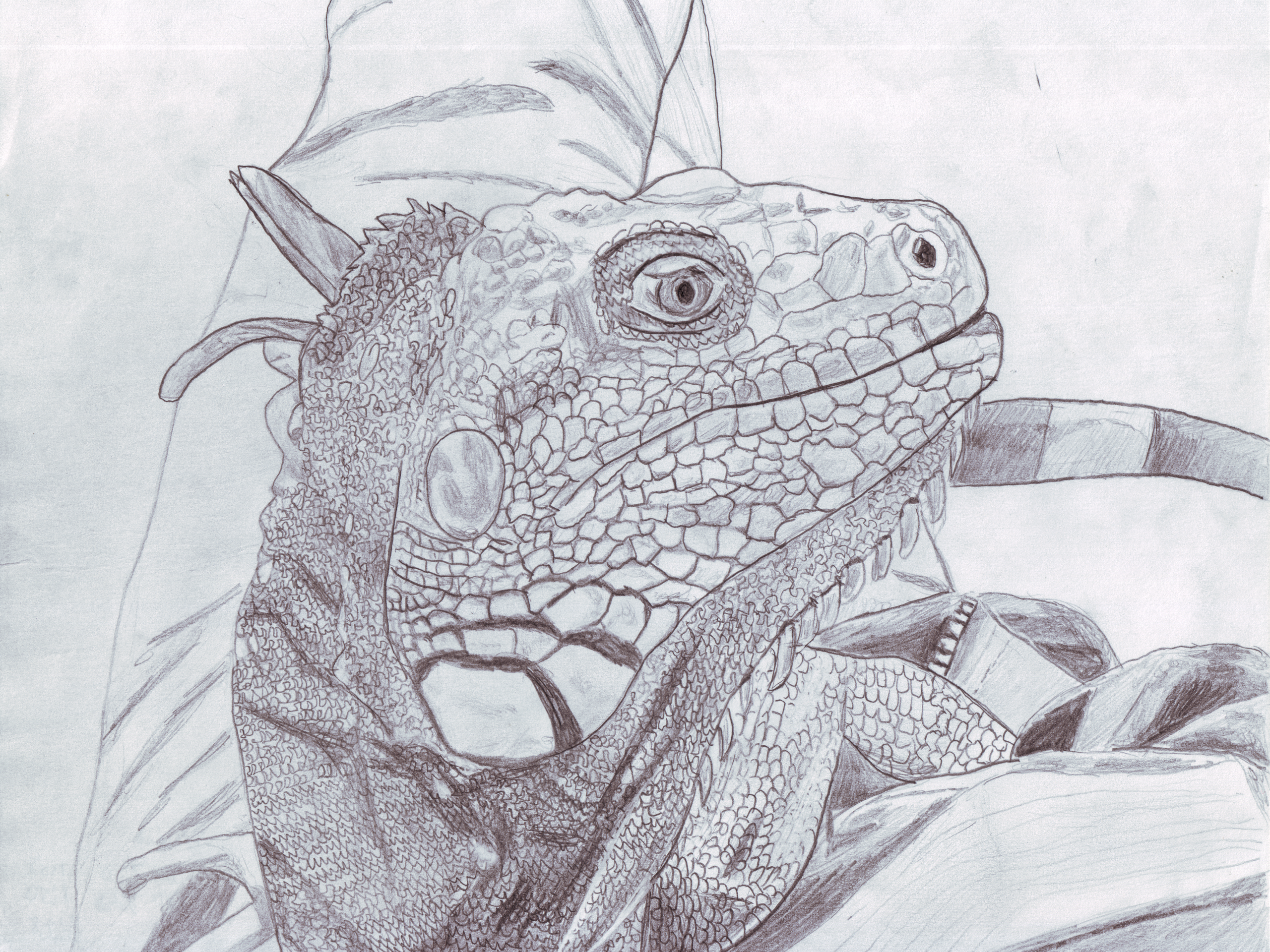 Iguana Pencil Sketch by SatoshiLyish on DeviantArt