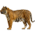 Tiger icon.2