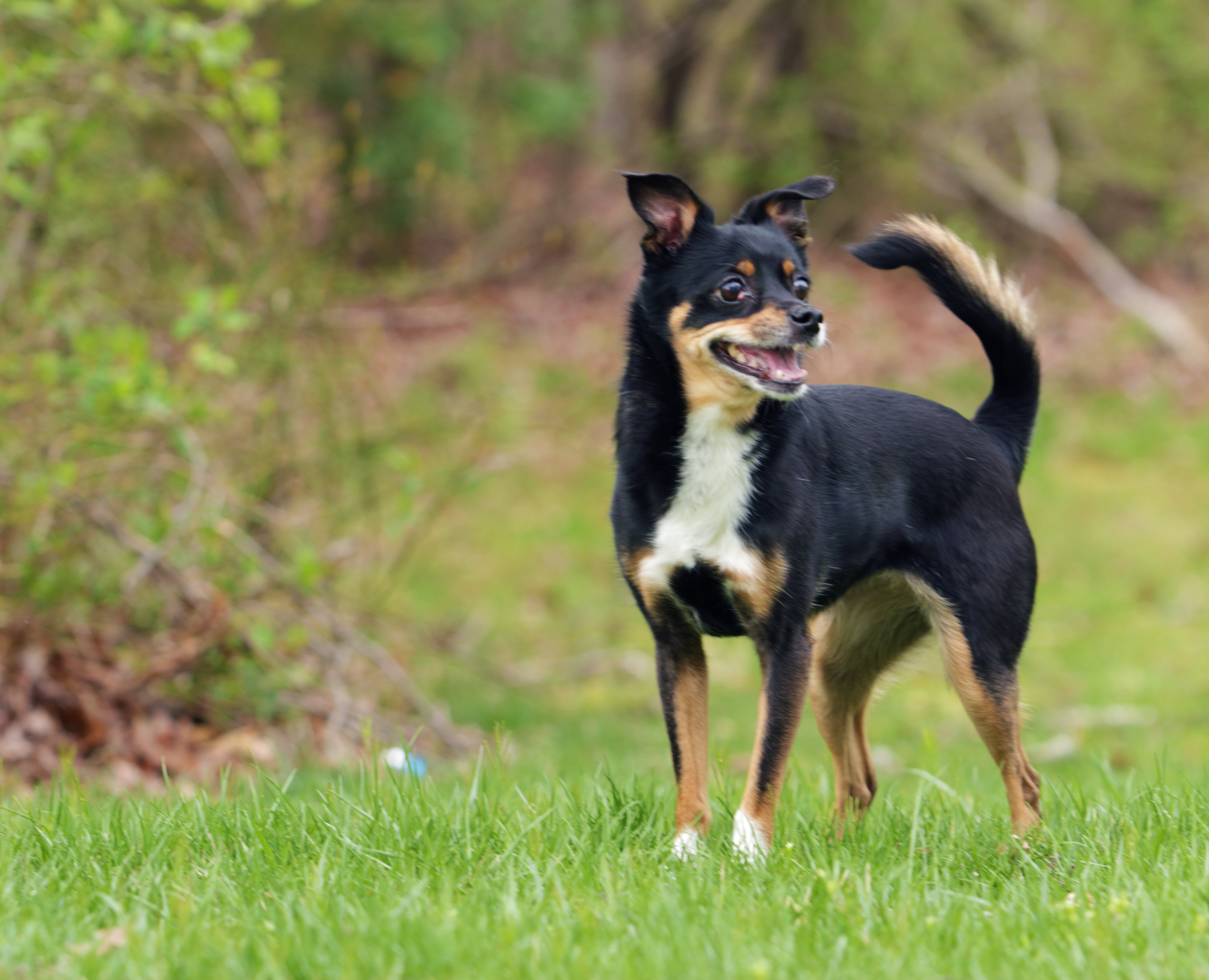 Manchester Terrier / Chihuahua Mix 14 years old. by
