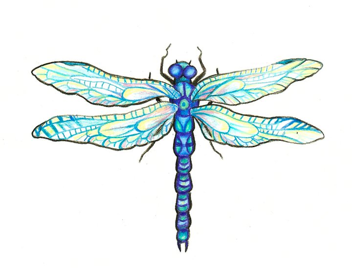 dragonfly doodle by Kittencaboodles on DeviantArt