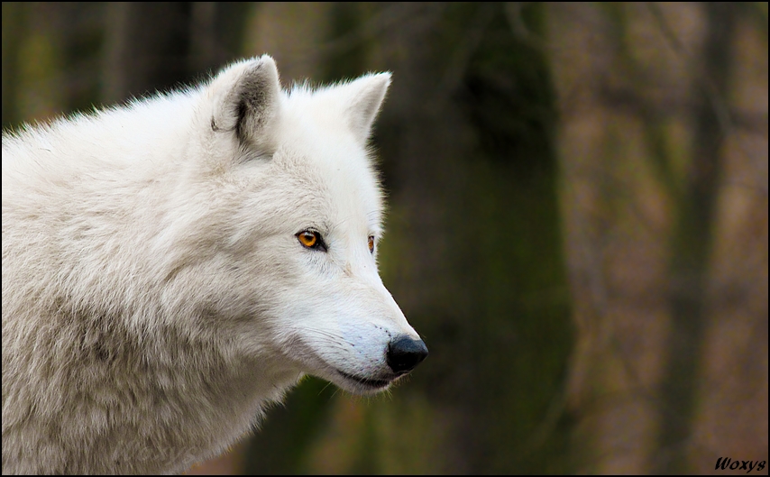 Laïka | 3 saisons Wolf__by_woxys-d39oxwt