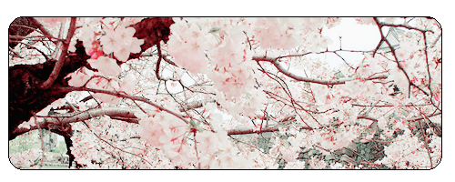 f2u_cherry_blossom_by_salt_prince_vince-db6w1sz.png
