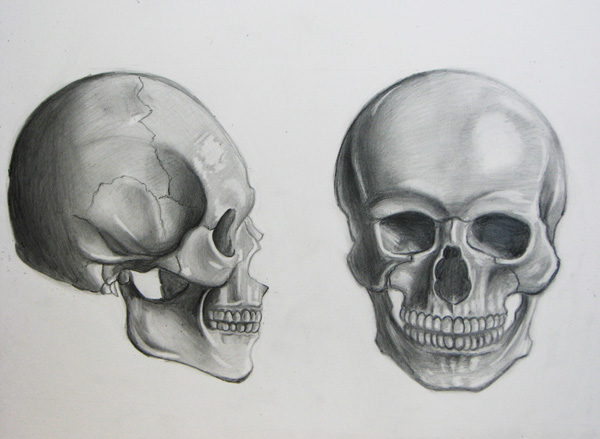Anatomy: Human Skull by sajcfan on DeviantArt