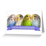 I Love Budgerigars Realistic Painting Greeting Card