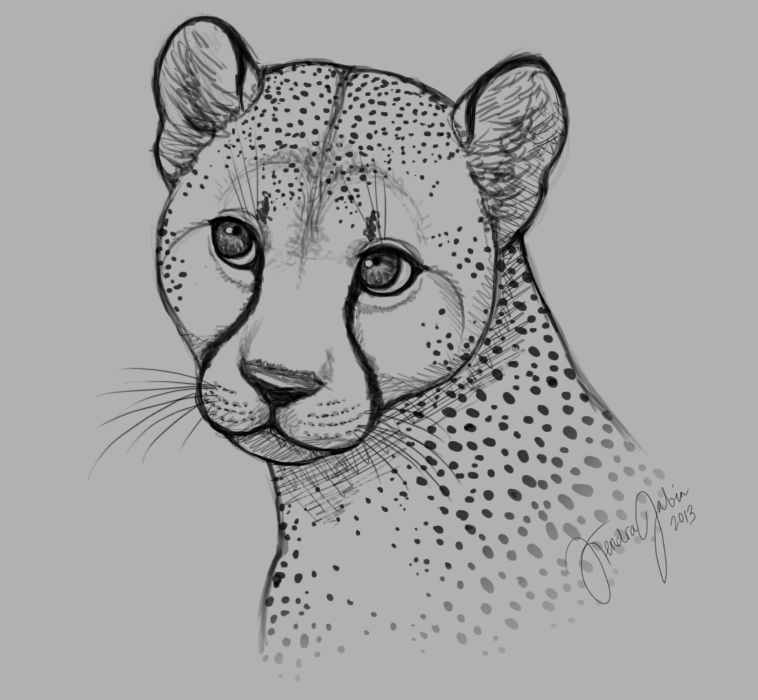 Cheetah Sketch by xRuffian on DeviantArt