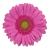 Flower icon.48