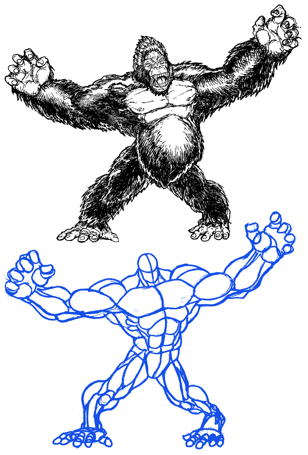 How to Draw Kong by stvnhthr on DeviantArt