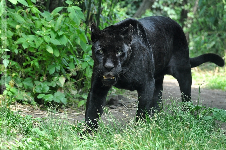 Black Jaguar (004) - Joschi by Sikaris