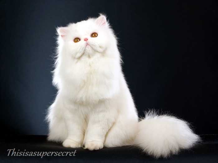 Persian Cat by Thisisasupersecret