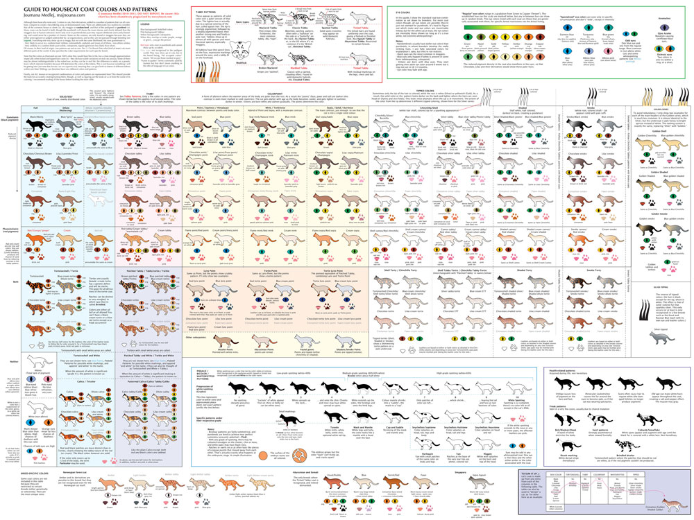Guide to Cat Colors, Patterns by Majnouna on DeviantArt