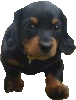 Cute Puppy Icon big (animation) by linux-rules