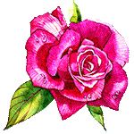 Rosa color by KmyGraphic