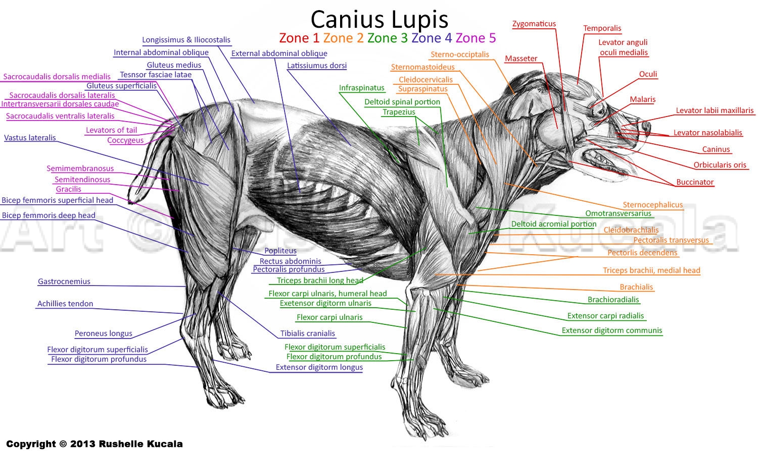 Dog Muscle Anatomy by TheDragonofDoom on DeviantArt