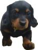 Cute Puppy Icon big by linux-rules