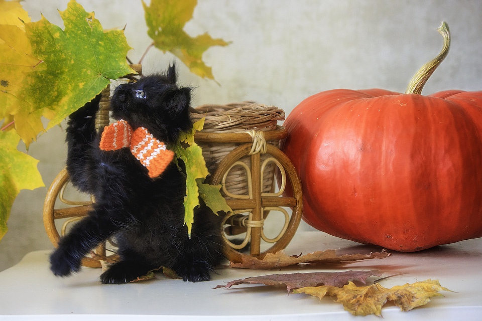 Little black kitten and autumn by Daykiney