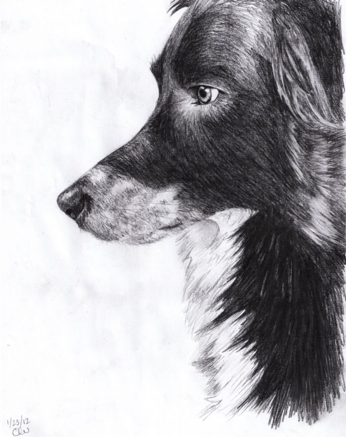 'Portrait of a Border Collie' Drawing by oliviAHHx3 on