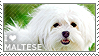 i_love_maltese_by_wishmasteralchemist-d5hdvl1.png