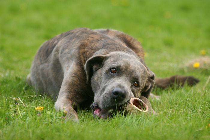 Uncovering the Age-Old Tale of the Dog and His Bone