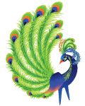 Peacock by KmyGraphic