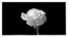 blooming_rose_stamp_by_namelessstamps-dao2pr9.gif