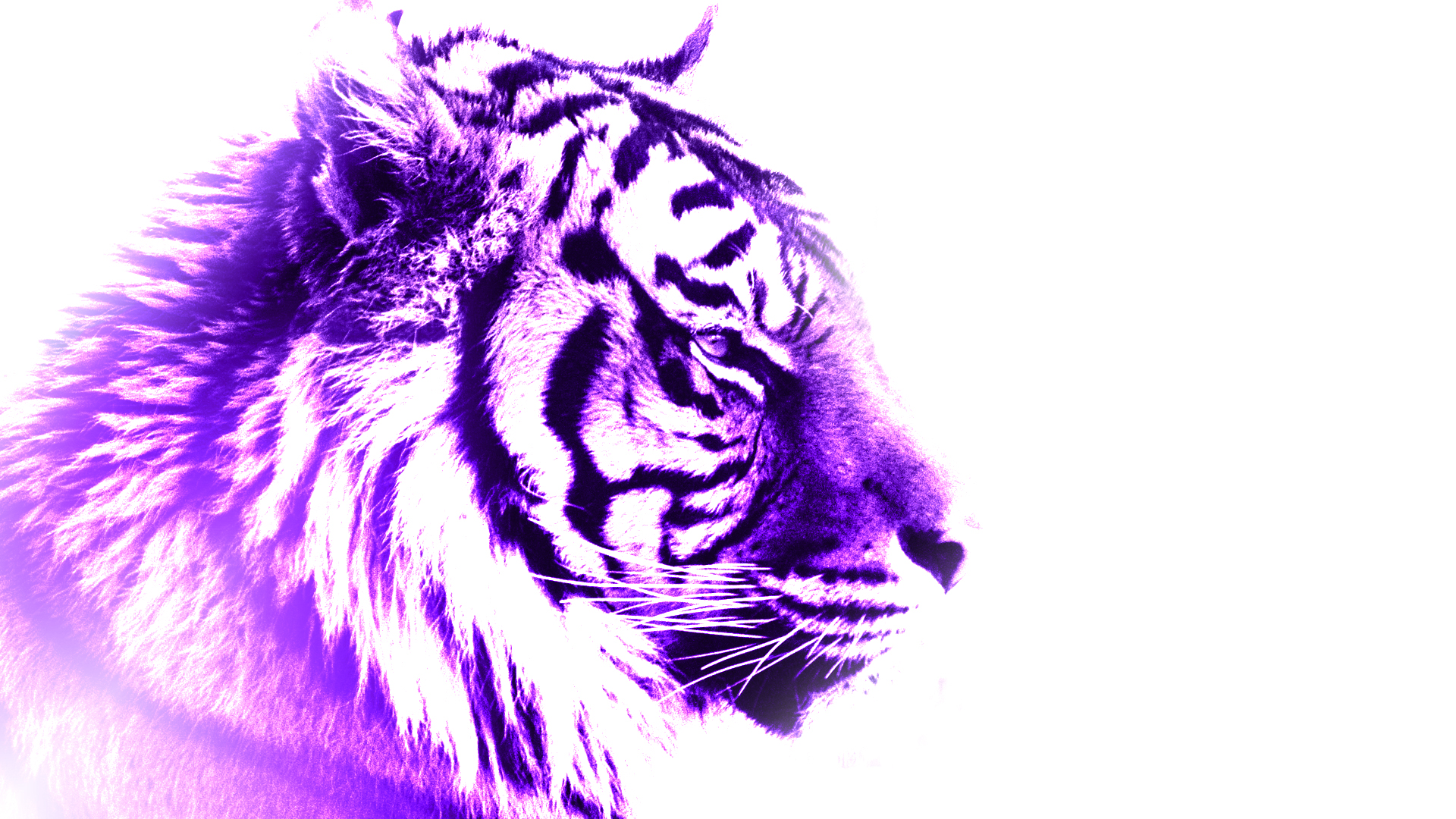 purple_tiger_by_flamingshrapnel-d5jxlec.