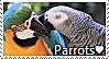 parrot_stamp_by_themoonraven-db09bq0.png