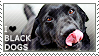 I love Black Dogs by WishmasterAlchemist