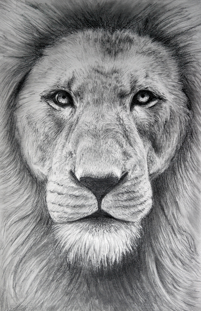 Simple Lion Sketch Drawing Easy for Beginner