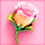 Icon - Rose Bud by fmr0