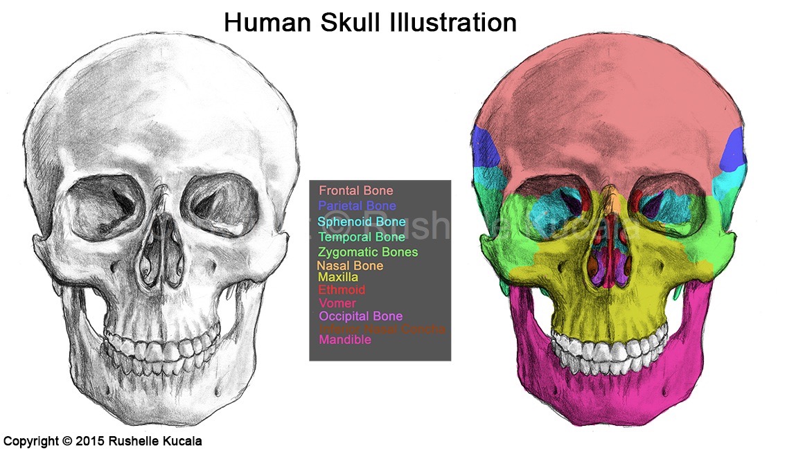 Human Skull Anatomy by TheDragonofDoom on DeviantArt