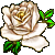 White Rose by wotawota
