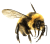 Bee icon.8
