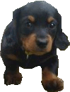 Cute Puppy Icon ultrabig (animation) by linux-rules