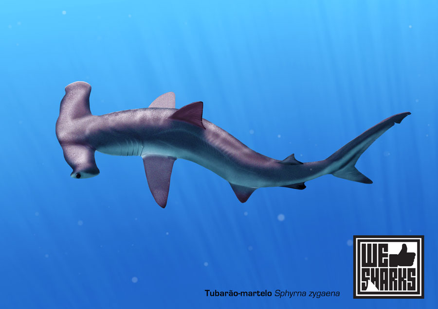 Smooth Hammerhead Shark by omnicogni on DeviantArt