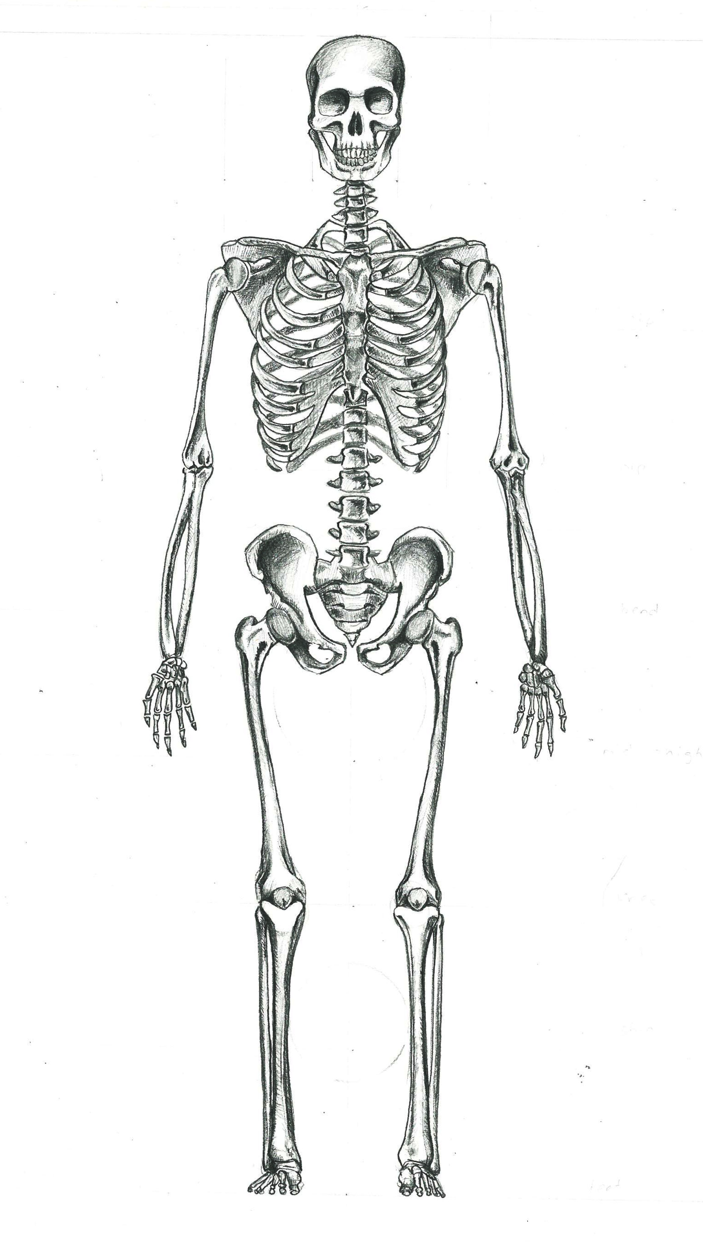 squelette dessin – dessin squelette humain a imprimer – Brilnt