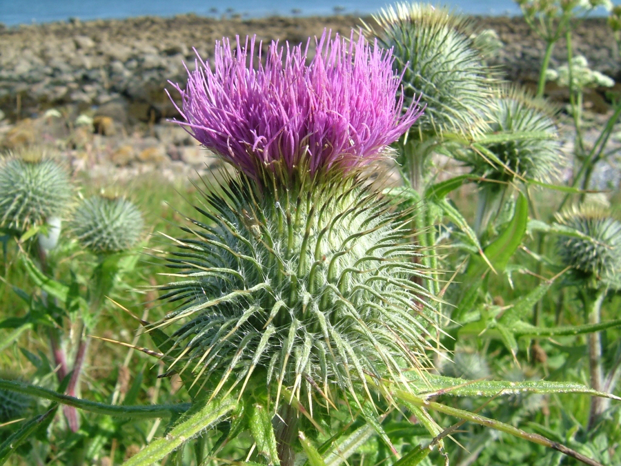 Flower Of Scotland - JFlorence by scottish on DeviantArt