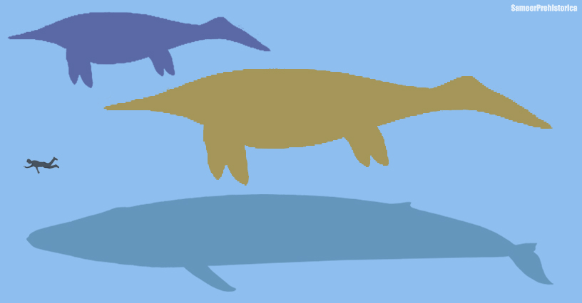 ichthyosaur_blue_whale_2018_sameerprehis