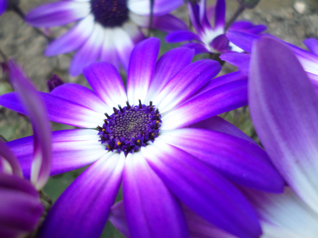 Light purple flower by Fiction-Art-X on DeviantArt