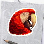 Scarlet Macaw Parrot Realistic Painting Sticker