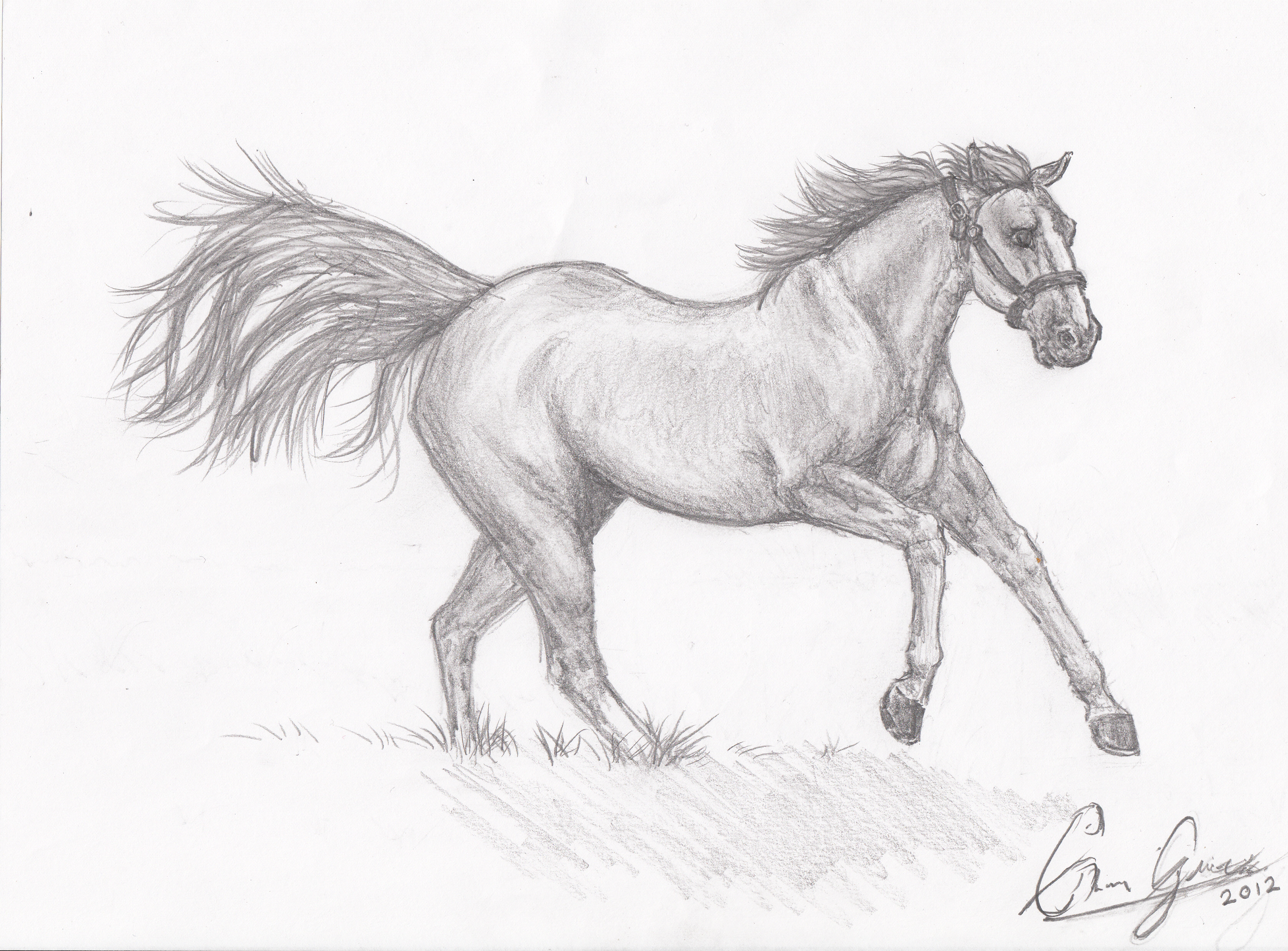 Shading Pencil Easy Horse Drawing guarurec
