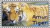 |Stamp| Amur Tiger by MattsMadeOfCandy