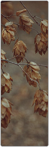 leaves_by_aussieroadkill-dcm817l.png