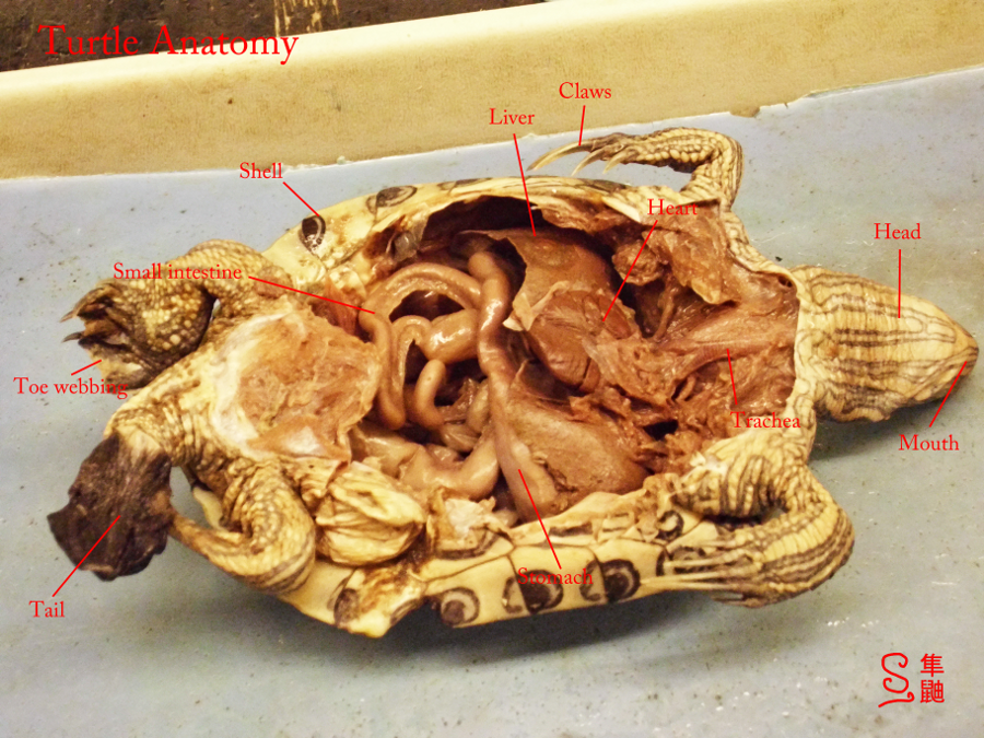 Turtle Anatomy by Russockshitha on DeviantArt