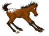 bay_appy_foal_stamp_by_pookyns_5-d56zapj.png