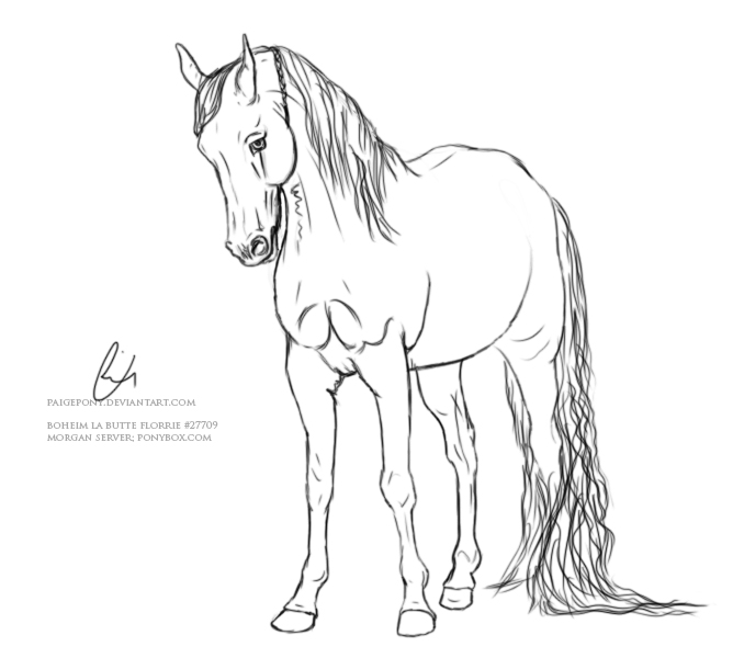 Standing Horse Lineart. by paigepony on DeviantArt
