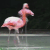 Flamingo moonwalking in circles