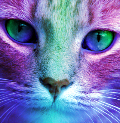 Colorful Cat by Rcdevils on DeviantArt